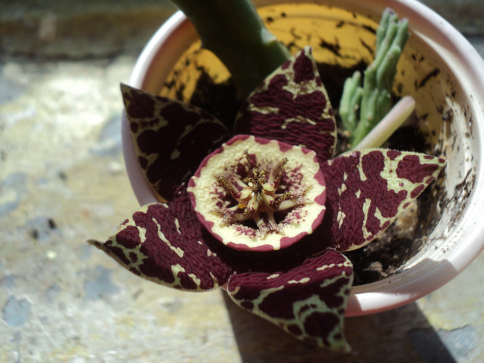 DSC02199 - 2011_Stapelia