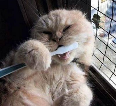 Ma spal pe dinti! - pisici