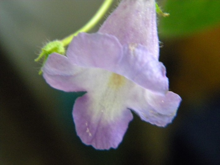virag 201 - Eucodonia Cascade