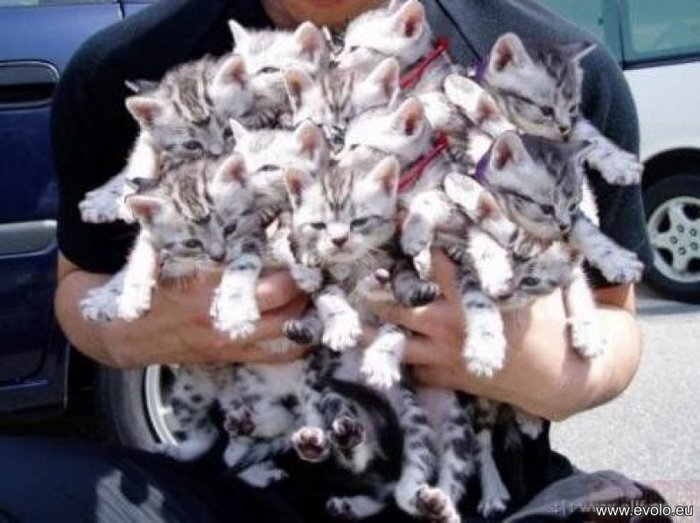 Un_brat_de_pisici - pisici