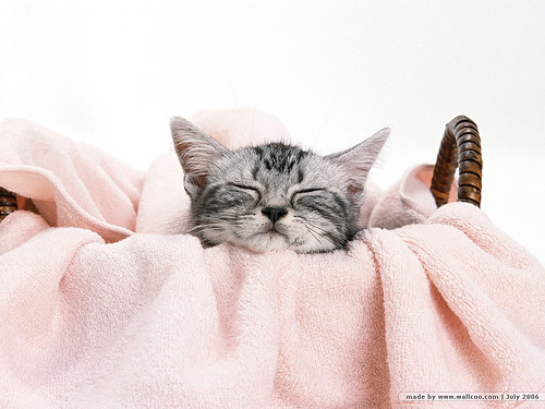 pisica adormita - pisici