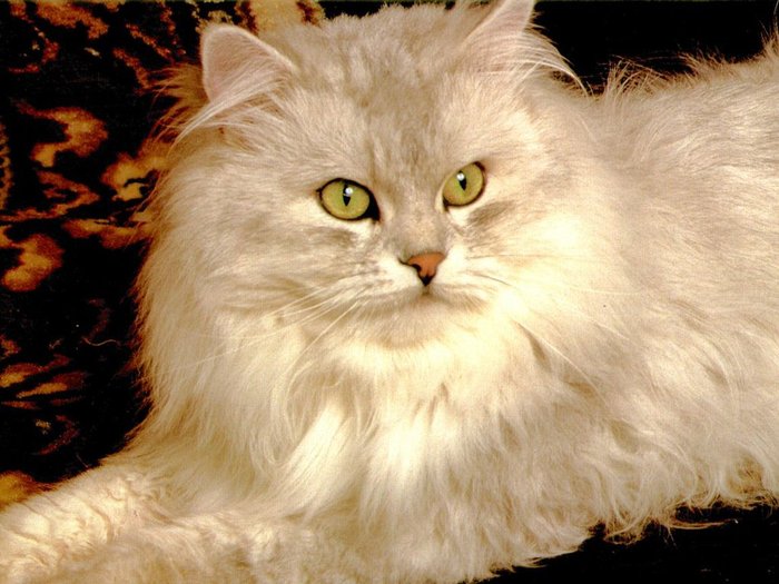 pisica bej\' - pisici