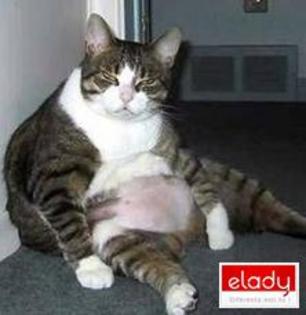 pisicagestantagravida8754elady1254 - pisici