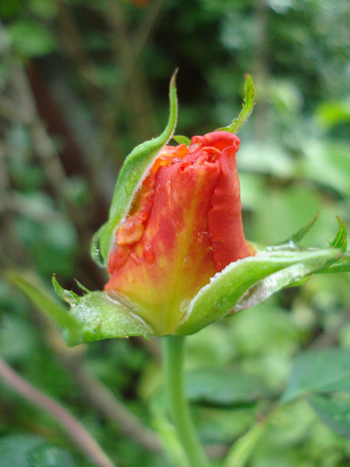 Rose Monica (2011, August 18)