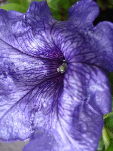 Blue petunia, 18aug2011