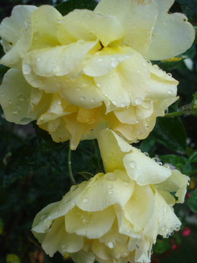 Rose Golden Showers (2011, August 18)