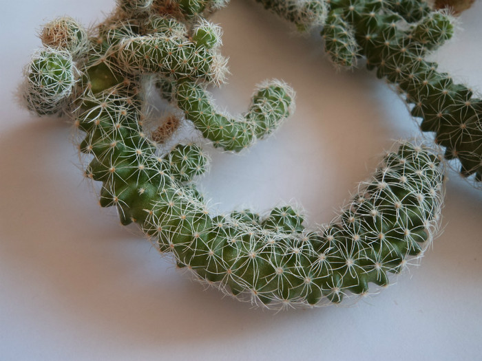 Necunoscut - Cactusi identificati