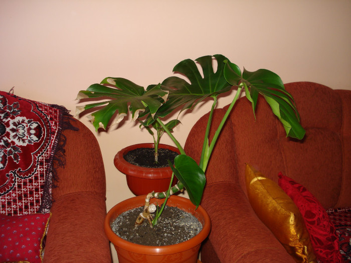 18.08.2011 - flori - diffenbachia si filodendron