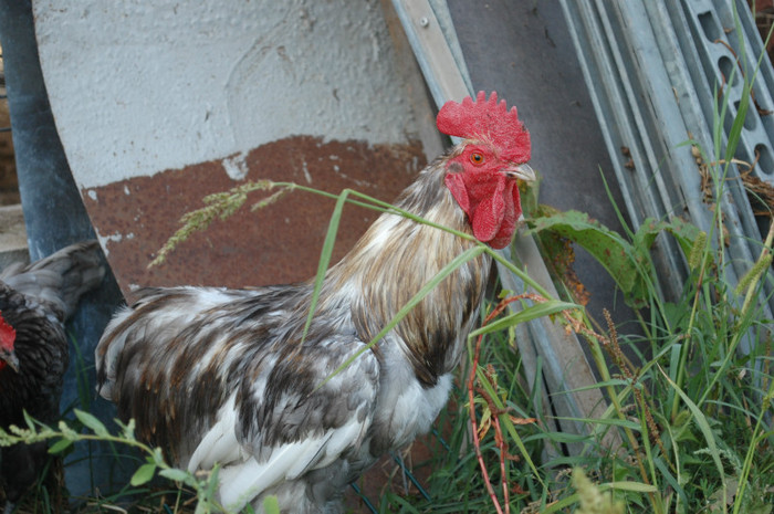 27 Coq de limousine peche de 1 an aug 2011