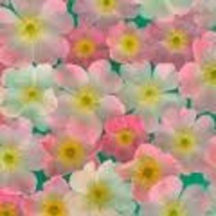 images (1) - poze colorate