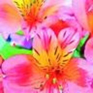 images (17) - poze colorate
