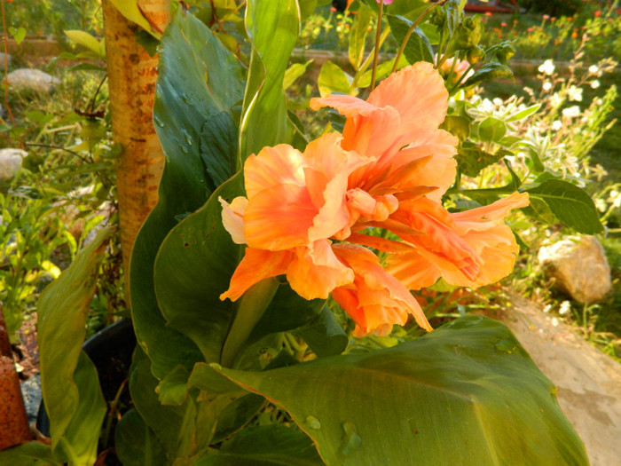 canna - 08_AUGUST