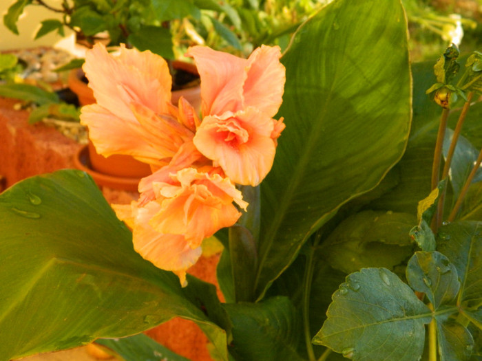 canna - 08_AUGUST