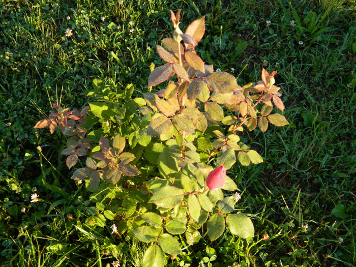 006 - 08_AUGUST