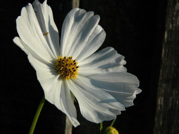 cosmos - 08_AUGUST