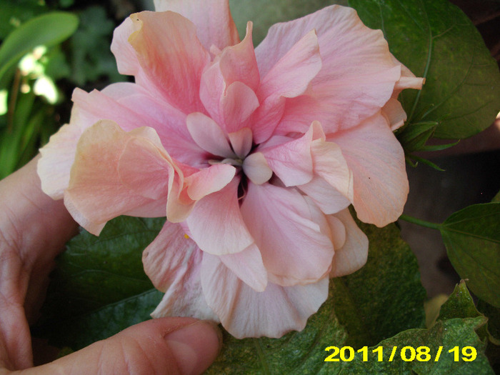Picture 013 - hibiscus