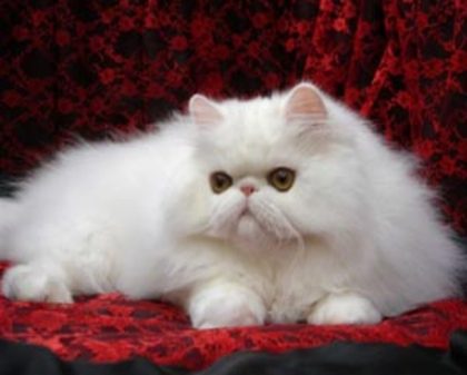 persian1 - pisici persane poze