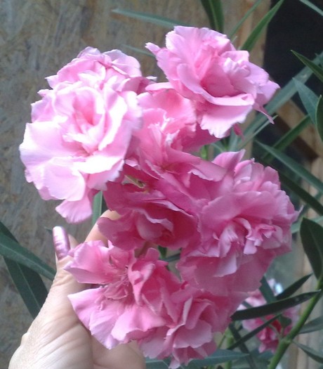 mrs Allen - Leandrii mei