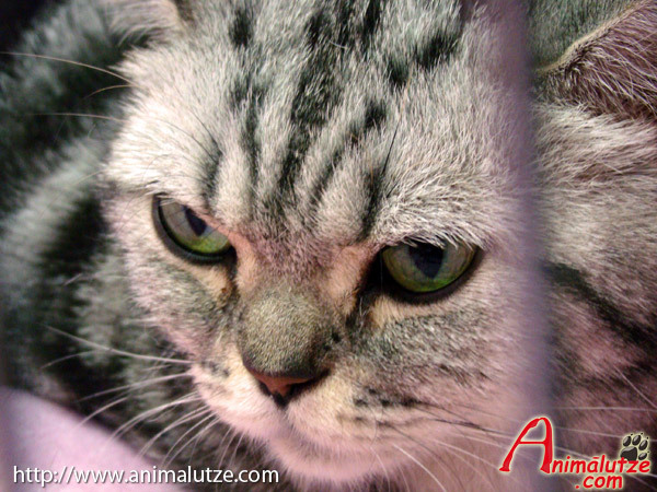 expo-pisici-felina-primavara-aprilie-2010-21