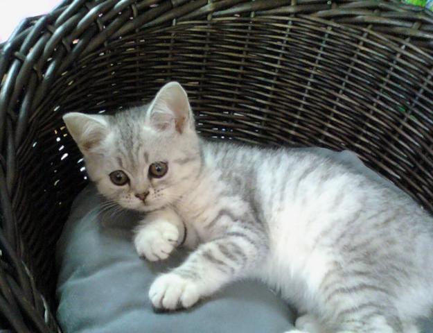 pisica vargata mica - pisici