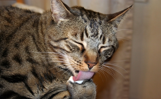 Pisica_37prime - pisici