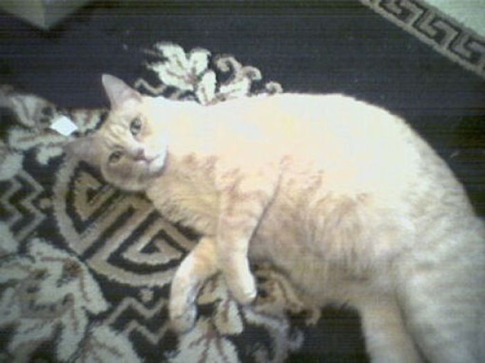 Pisici-dolofane-25 - pisici