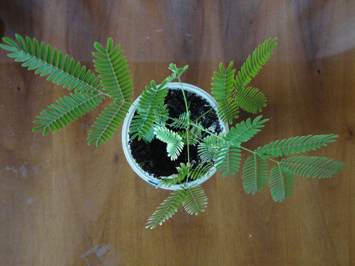 19.08.2011 - Albizia julibrissin