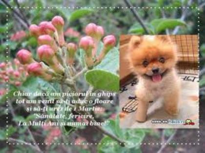 images (20) - poze poze