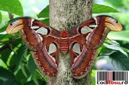 images (35) - poze poze