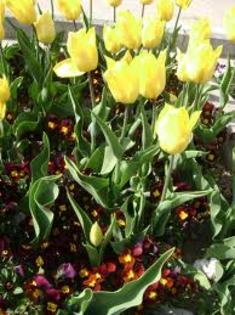images (43) - poze poze