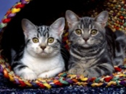 cute_cats_9-t1 - poze poze