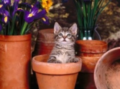 cute_cats_46-t1 - poze poze