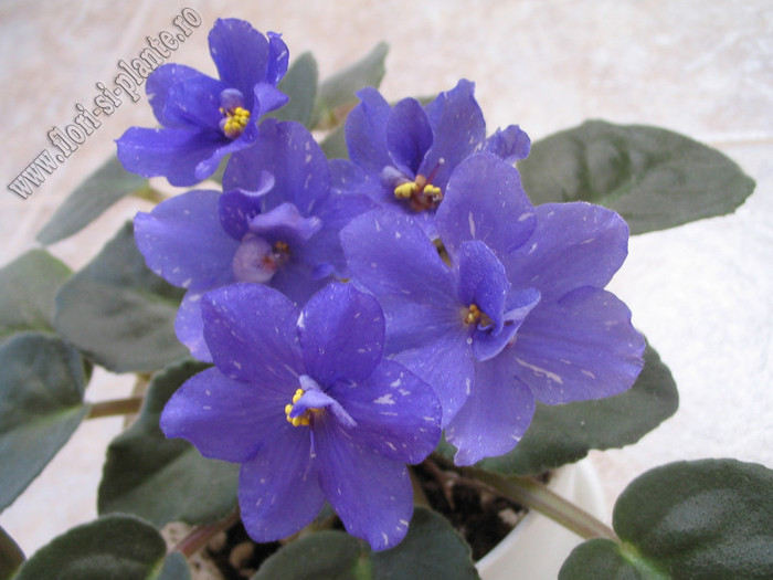 Saintpaulia Rainbow\'s Quiet Riot 8