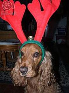 caine_metamorfozat_in_ren