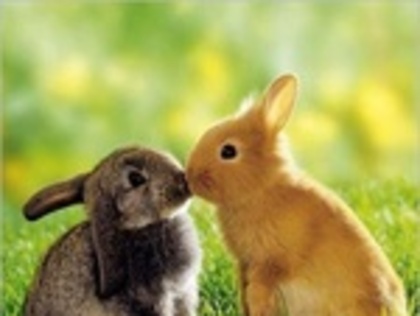 phpThumb_generated_thumbnail - album de poze