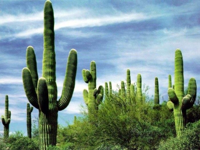 Cactus_1024x768[1]