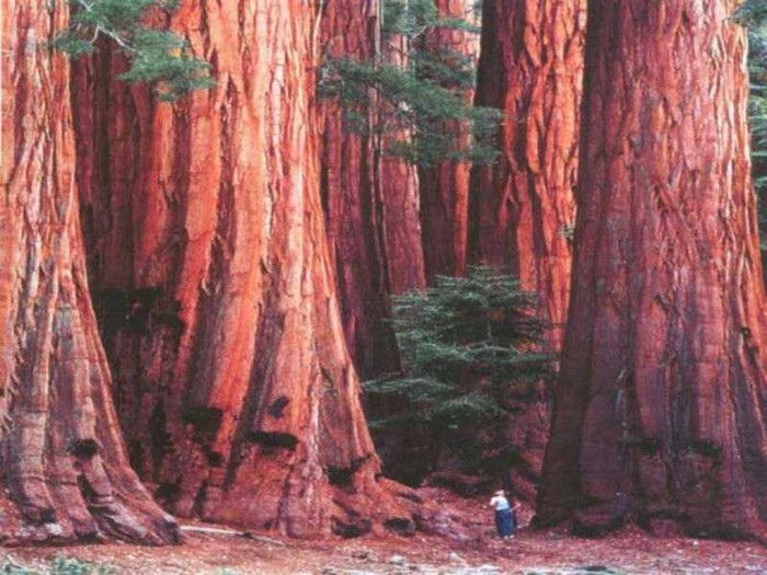 Giant Sequoias  - peisaje