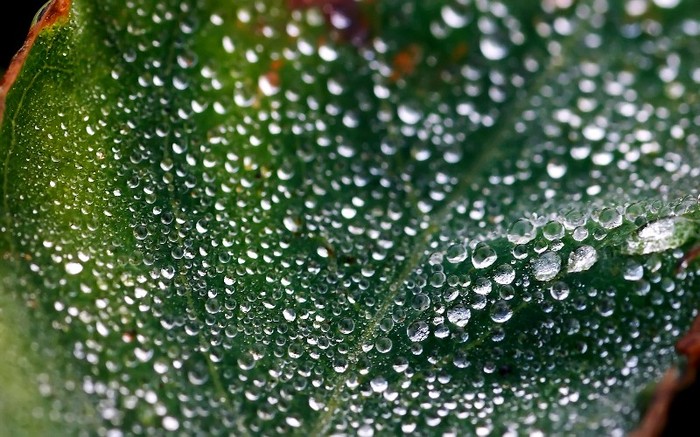 Misty Morning Dew By Tom Yeah - peisaje