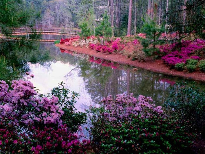 nature_192 - peisaje