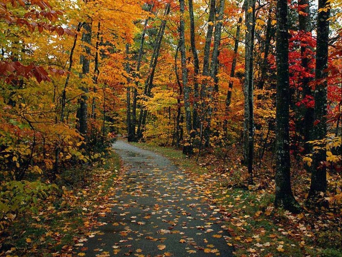 nature_233 - peisaje