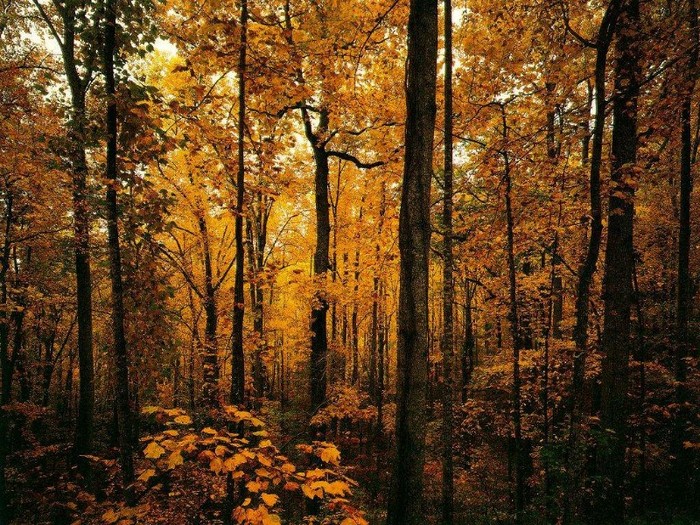 nature_257 - peisaje