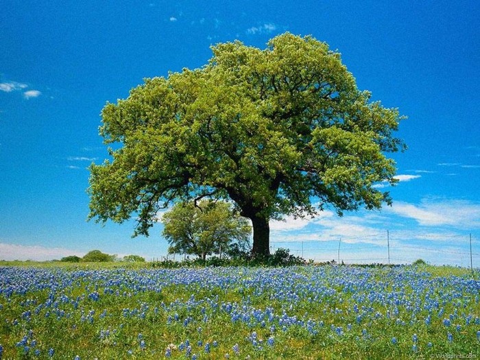 nature_258 - peisaje