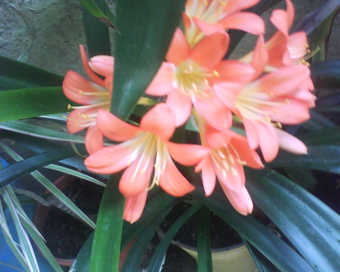 clivia