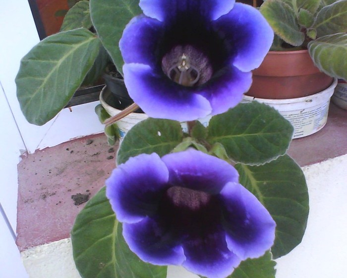 gloxinia - PLANTE DE INTERIOR