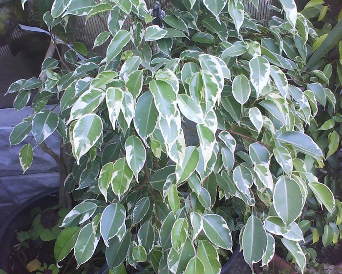 ficus benjamina