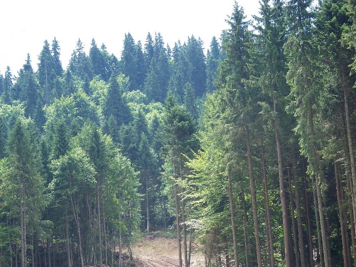 100_2269 - Postavarul