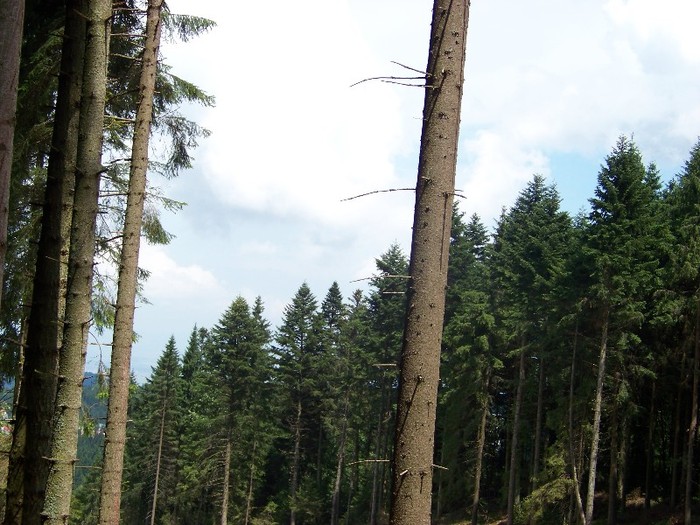 100_2272 - Postavarul
