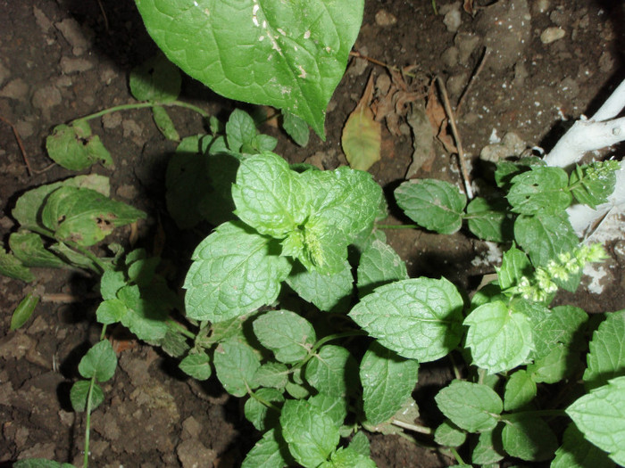 mentha spicata