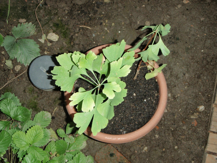 gingko biloba - Plante Comestibile