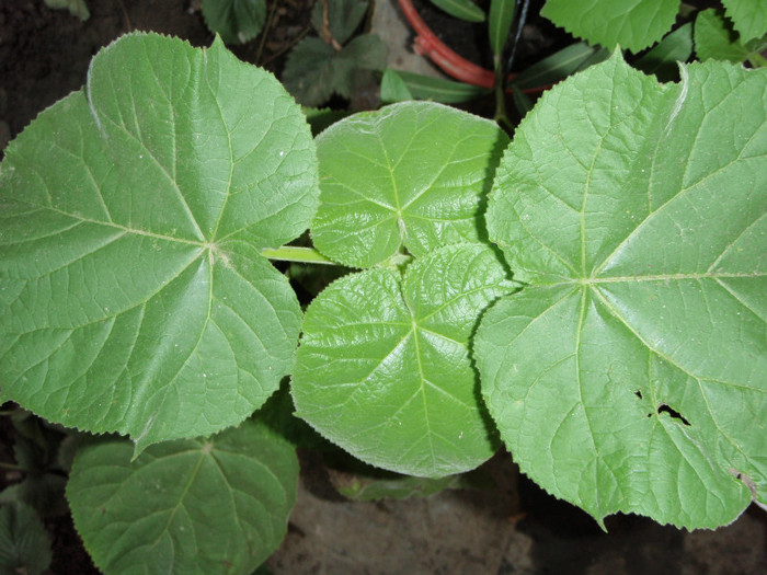 paulownia tomentosa bun pt par etc